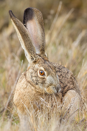 Ears!  There were lots of rabbits (I think this may actually be classified a Hare).
