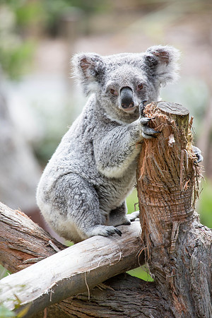 Koala