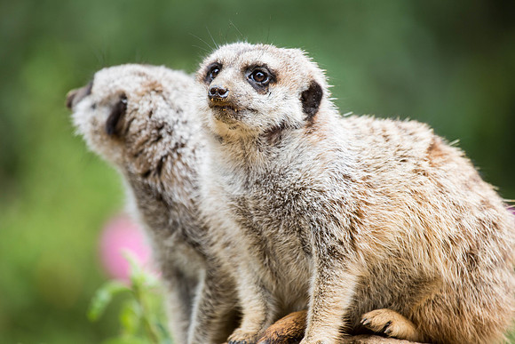 Meercats