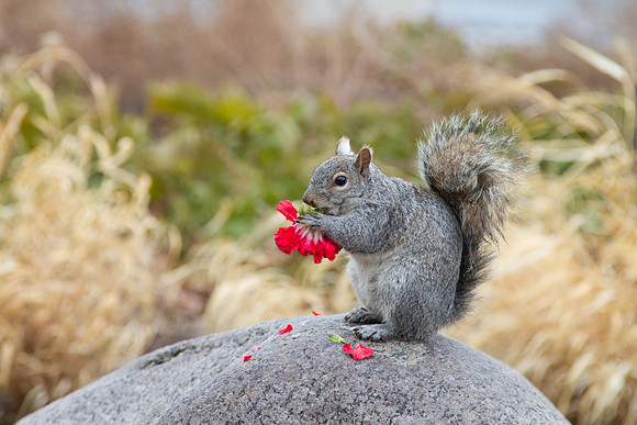 A Special Valentine
