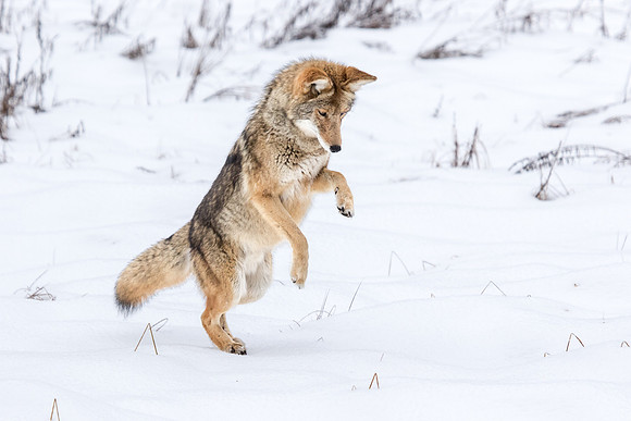 On the Hunt
