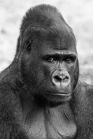 Silverback Portrait.  Here's another photo from a summer trip to the zoo.  I cropped this pretty tight and did the conversion to B&W to try to bring out the texture in the gorilla's face.