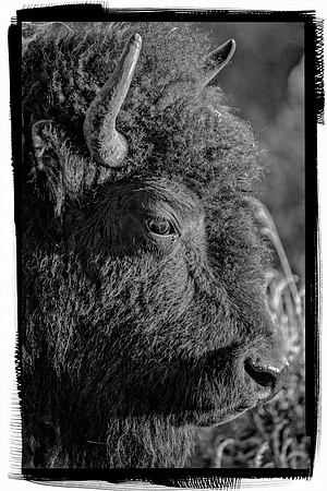 Bison at Sunset