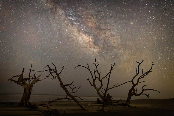 Bull Island Boneyard