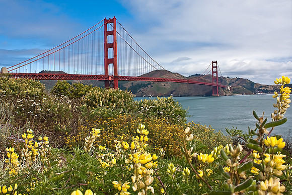 GoldenGateLupine-Edit