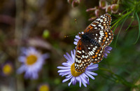 PaintedLady