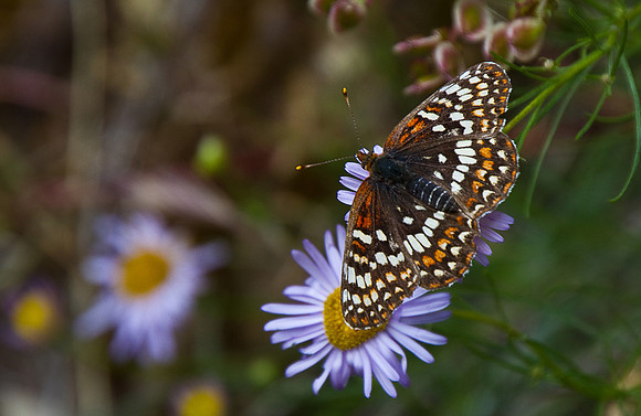 PaintedLady