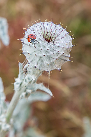 Ladybug on Thistle