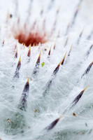 Spikes