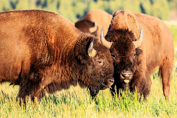 Grand Teton Bisons
