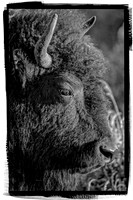 Bison at Sunset