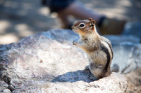 Chipmunk sittin' pretty.