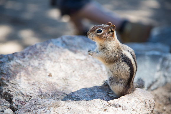 Chipmunk sittin' pretty.