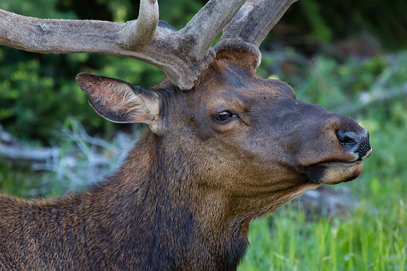 Time for a close up.   He mosied closer and closer to me.  I still managed to keep outside the "25 yards" required.