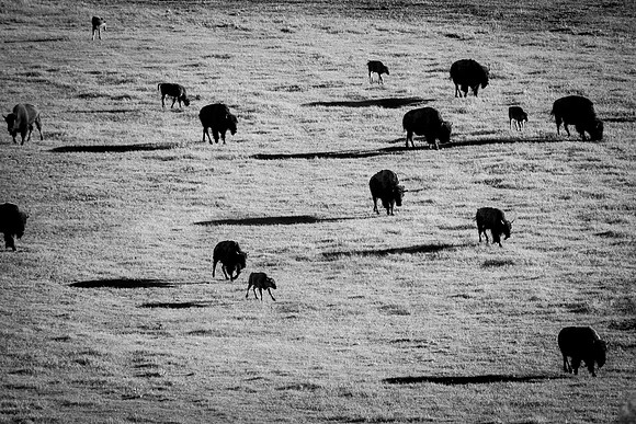 Shadows of Lamar Valley