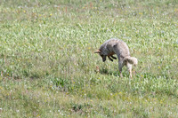 Pounce.  My favorite shot of the hunting Coyote