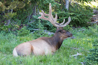 Big Bull Elk