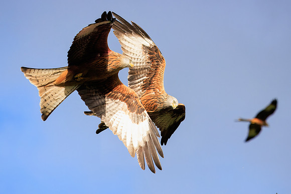 Kites in Flight