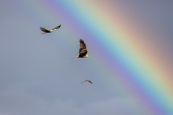 Red Kites and Raimbow