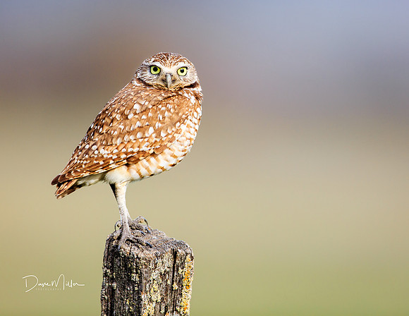 Burrowing Owl