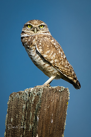 Burrowing Owl.  Robinson Rd, Rio Vista