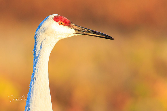 Sandhill Portrait