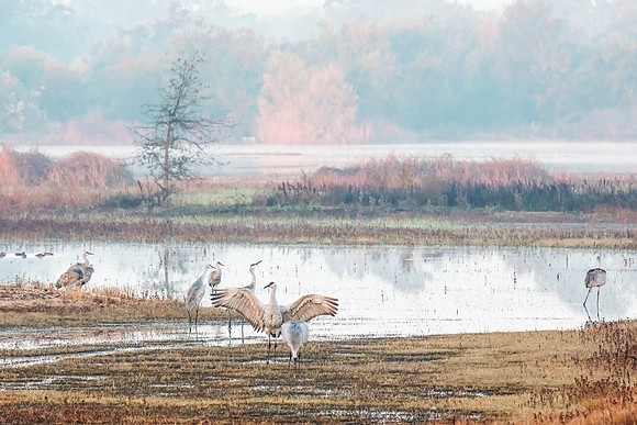 Morning at Cosumnes Preserve.